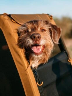 Croozer Dog Peppa -Meindlrab Store 121000818 11 1280x1280